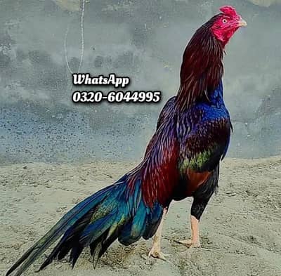 Aseel Murga For Sale