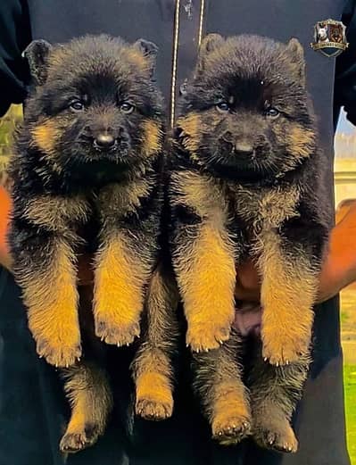 German Shepherd | Black Shepherd | Black n tan puppies  | long coat |