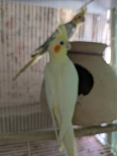 Cockatiels for sale