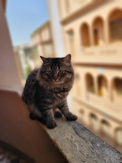 Russian Cat – 9 Months Old – Healthy & Friendly