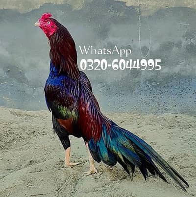 Aseel Murga For Sale Urgent