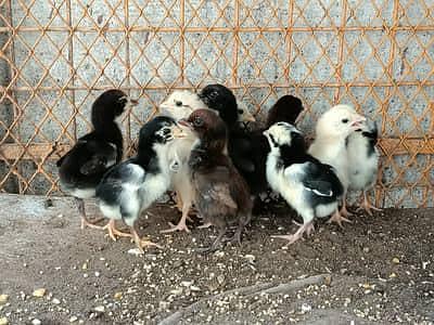 Pure Sindhi Aseel chicks