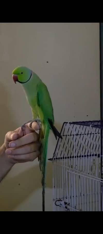RINGNECK TALKING MALE 03128281531