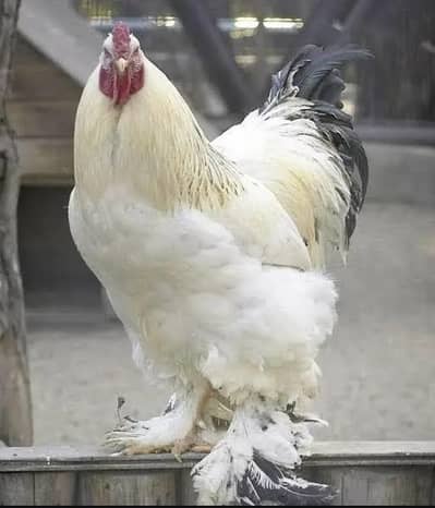 BLUE BRAHMA MALE & EGG LYING GOLDEN MISRI 03203433695 HENS