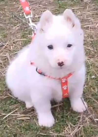 Russian female dog / Russian puppy for sale