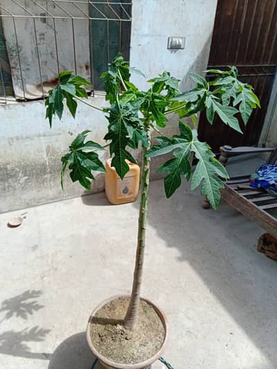 Papaya plant for sale