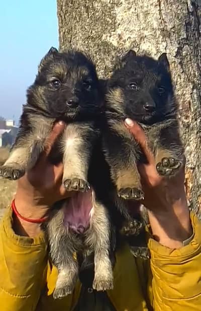 German Shepherd pair for sale