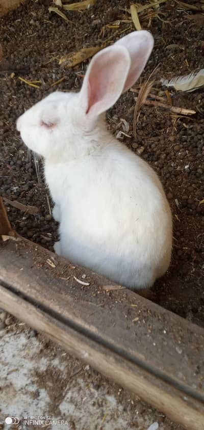 Rabbit for sale