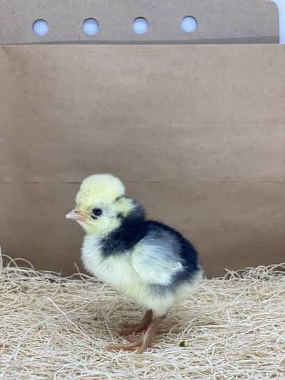 White crested black polish chicks