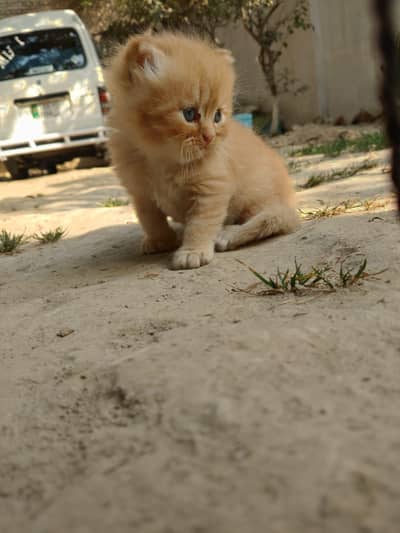 persian kittens available