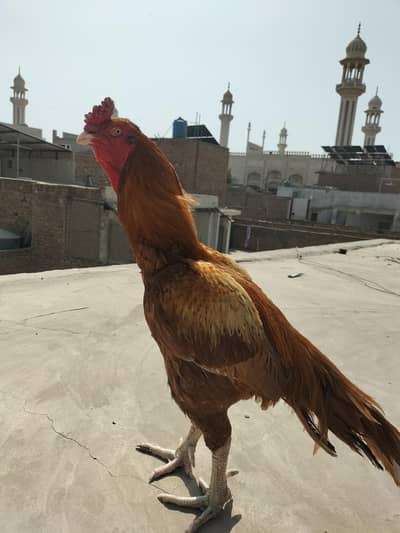 Aseel Murga for sale