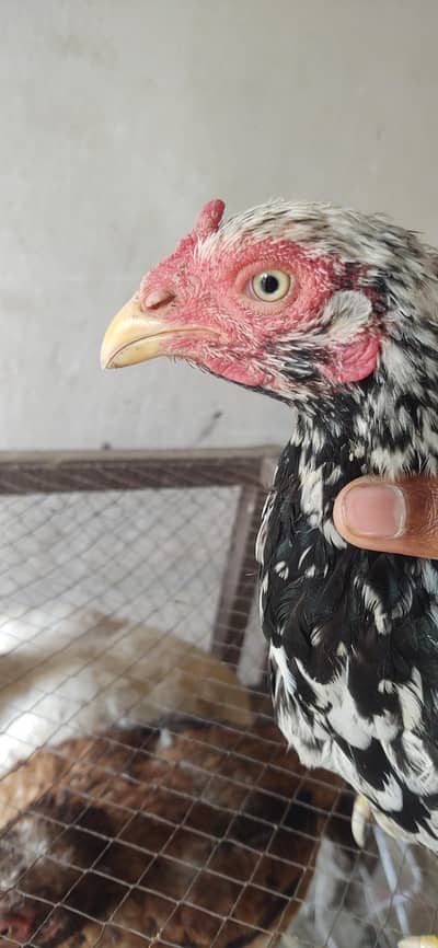 chini murgi lucky murgi