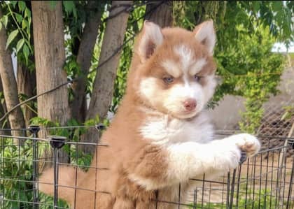 Siberian husky puppies 03101565438