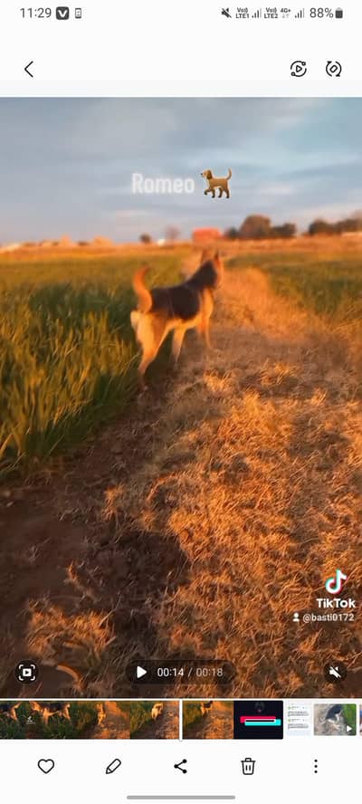 german sheperd cross breed