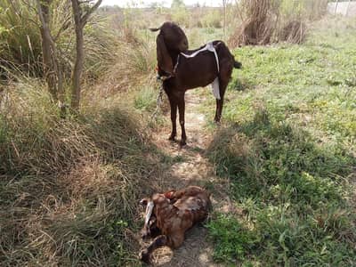 Gujrati beetle goat for sale