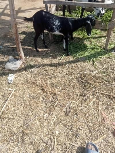 Mashallah shock vali path h