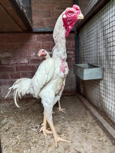 SHAMOO PIAR 1MALE 2FEMALE