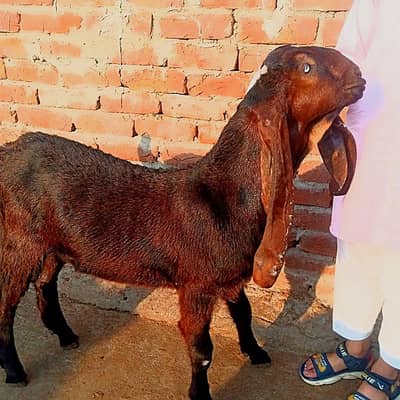 Desi Bakra breeder