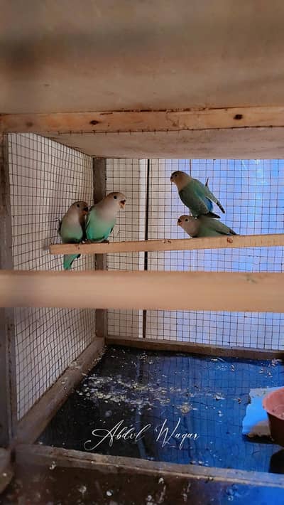 some colored love birds for sale