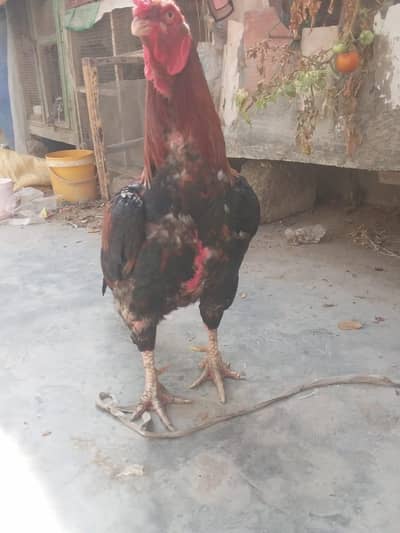 Top pure quality aseel