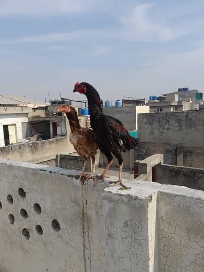 Aseel Sindhi Pair for sale