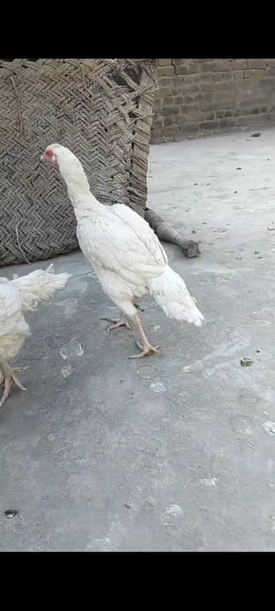 add  pora pr k phr rabta kry