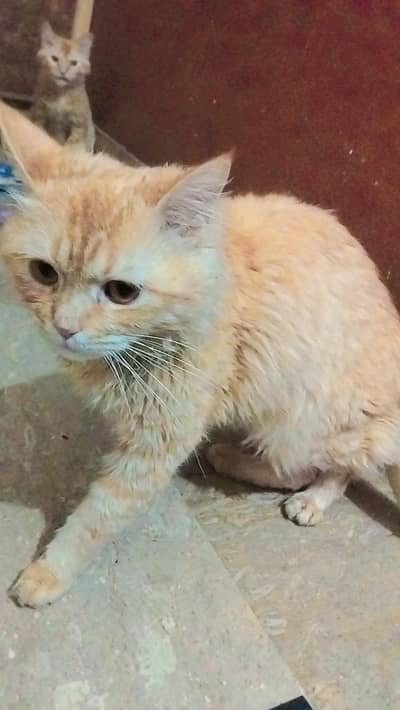 3 month to 1 years cats available