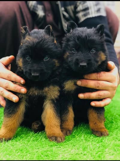German Shepherd pair for sale
