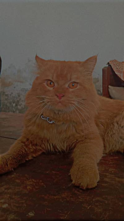Persian golden doll face cat