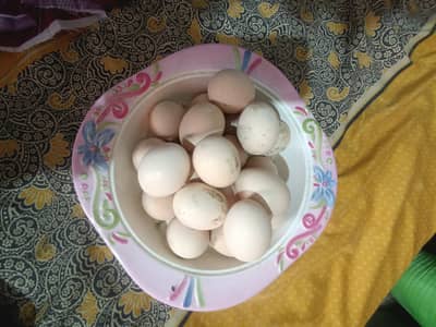 Aseel hen eggs. Burmi and ganoi cross fertile