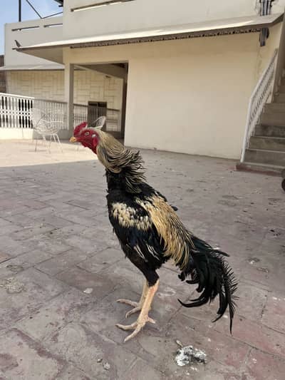 Aseel home breed jora