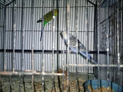 Australian Breeder pair and male females are available