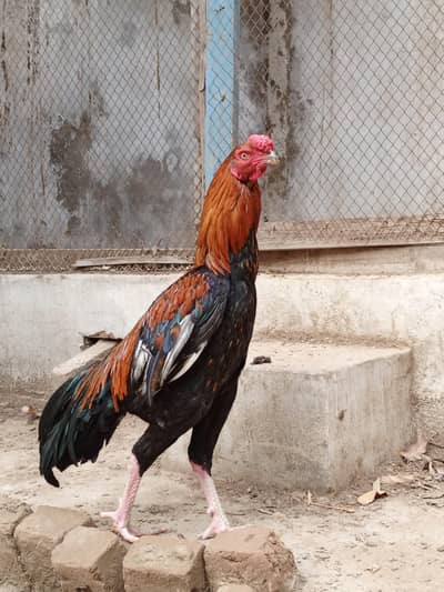 Aseel parrot beak cross for sale 11 months old VACCINATED.