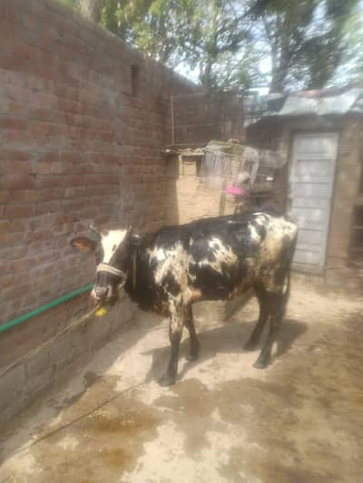 crossed Gersi freezen beautiful cow