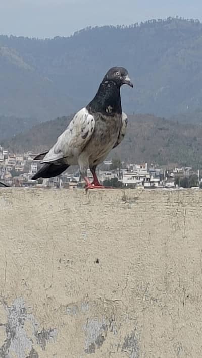 pigeon
