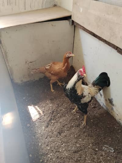 aseel murga or murgi