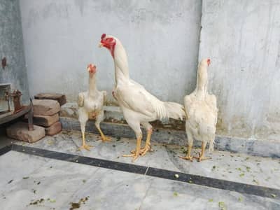 SHAMOO 1MALE 2 FEALE PAIR