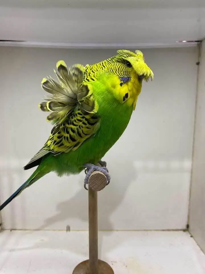 Bajree Birds | Albino | Black Face | Black Wings | Combos |Parrots — photo 12