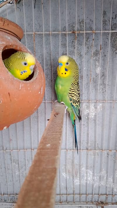 Australian breeder pairs for sale 3 pair ha breeder. .