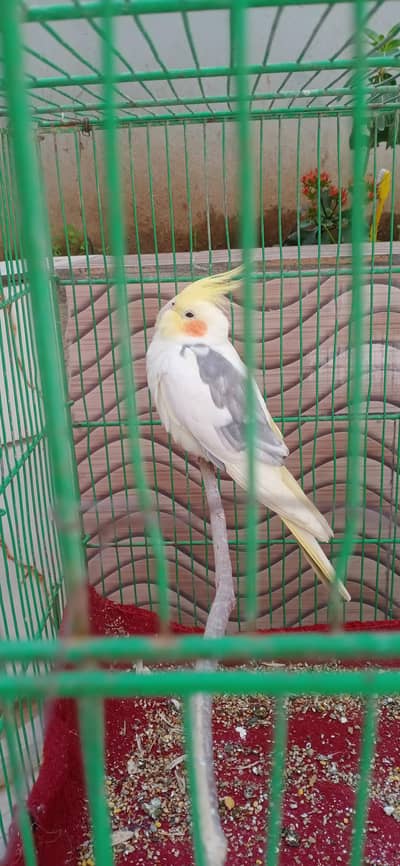 cocktail parrot pair