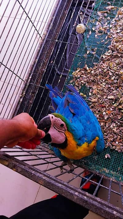 blue and gold macaw chicks for sale age 3 month