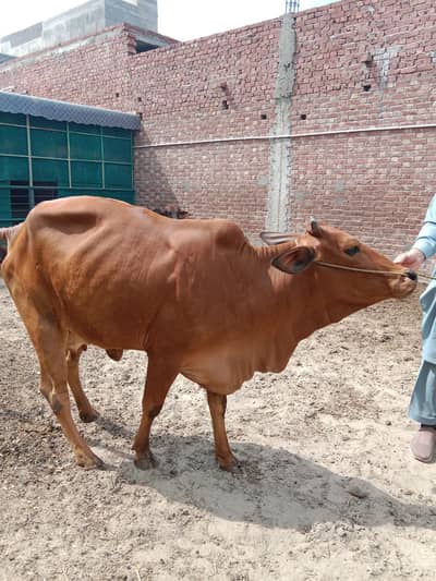 Sahiwal cow healty active