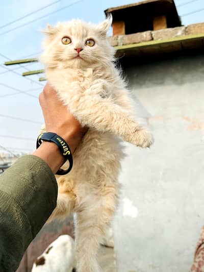 Ginger brown Persian kitten