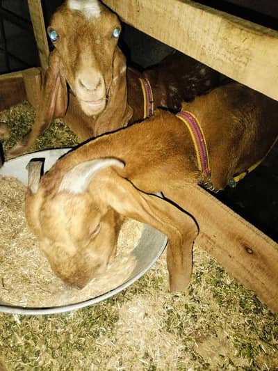 2 Female goat