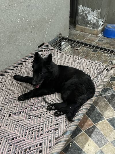 Black german shephard