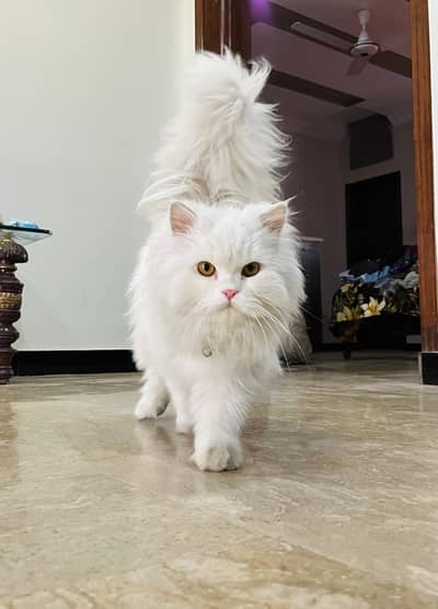 Beautiful Doll Face Female "Bella" 9 Months