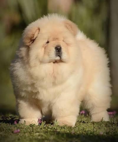 chow chow dog puppy puppies