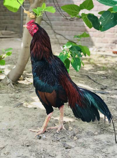 Aseel murga for sale