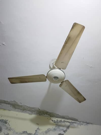 celling fan
