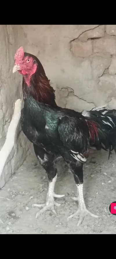 Quality bird for sale